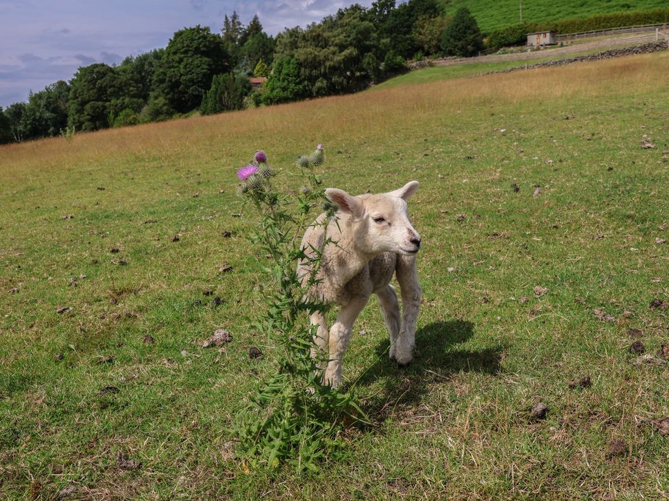 A lamb standing in a grassy field with plants at Lodge Farm in Whitby