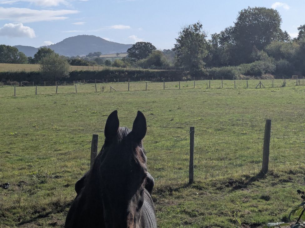 A horse in a field with mountains and trees at Gaer Hall in Guilsfield
