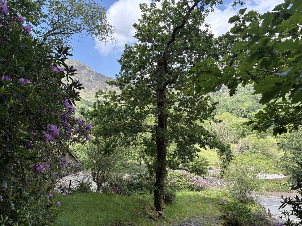 A view of a tree and flowering bushes with a mountain in the background at Glyn Awel Nant Gwynant near Beddgelert