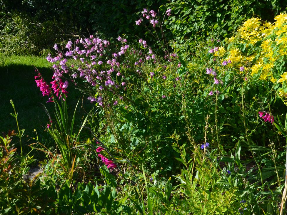 A garden with pink and yellow flowers and green plants at Woodstock in Chaffcombe near Chard