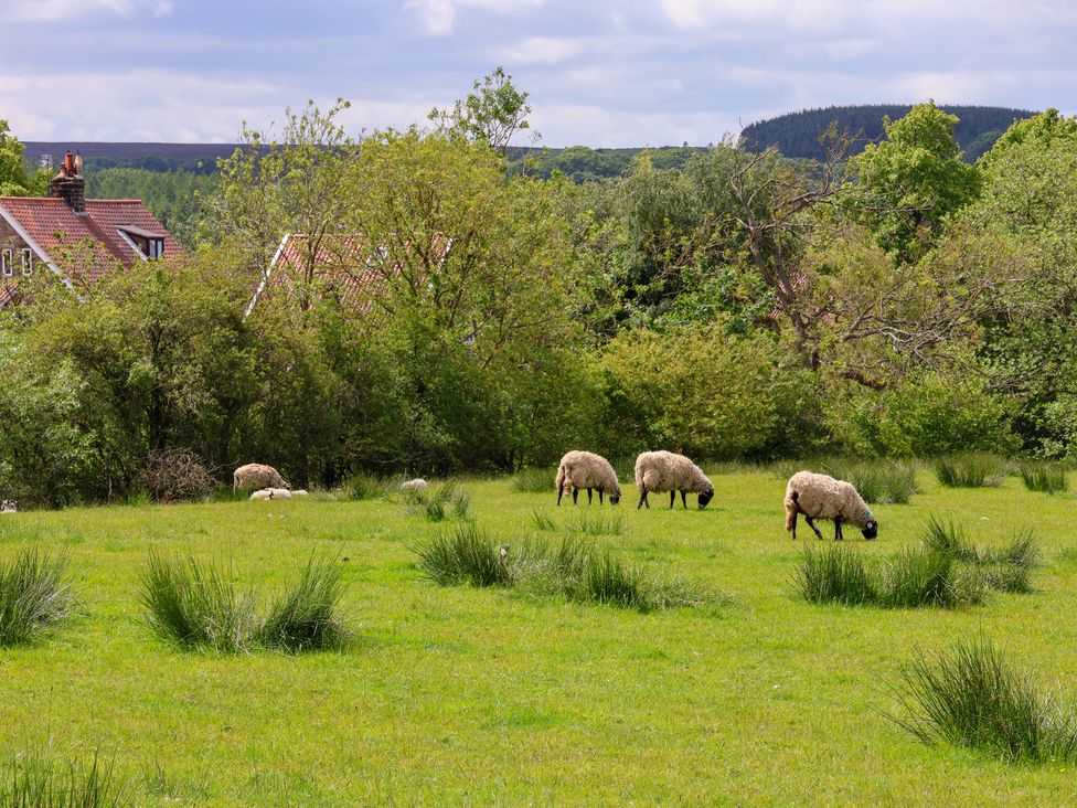 The Grange - North Yorkshire (incl. Whitby) - 1138201 - thumbnail photo 30