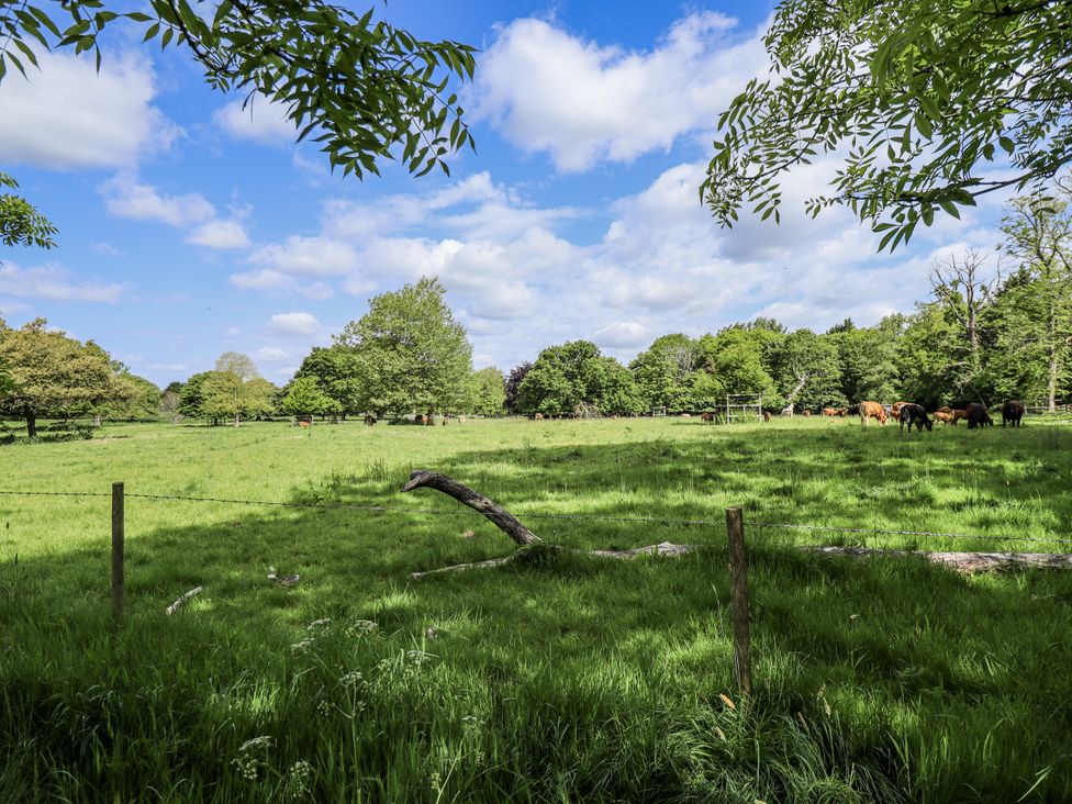 A field with trees and cattle at Lake View Cottage in Well near Alford