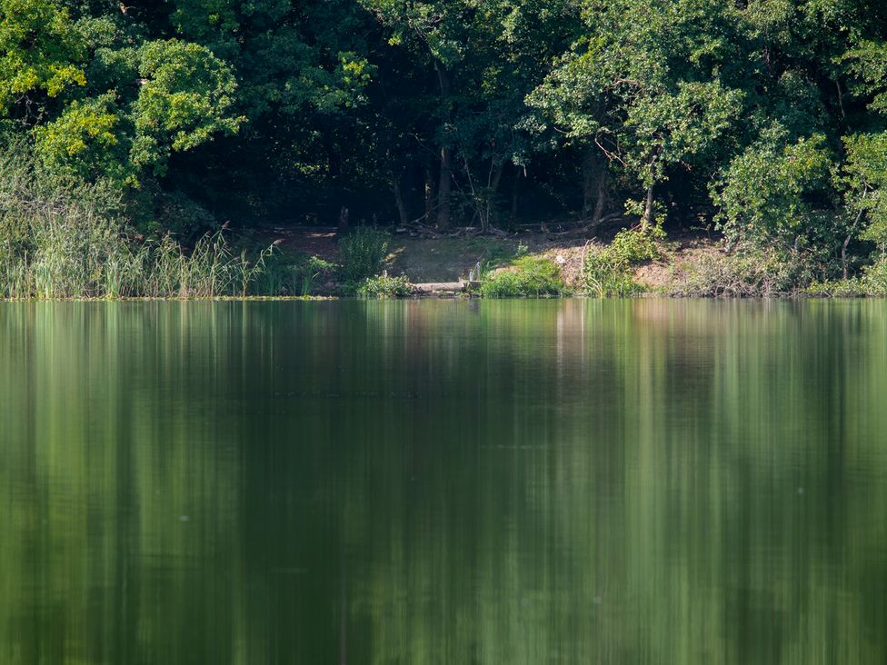 A lake surrounded by trees and plants at Owl in Shobdon