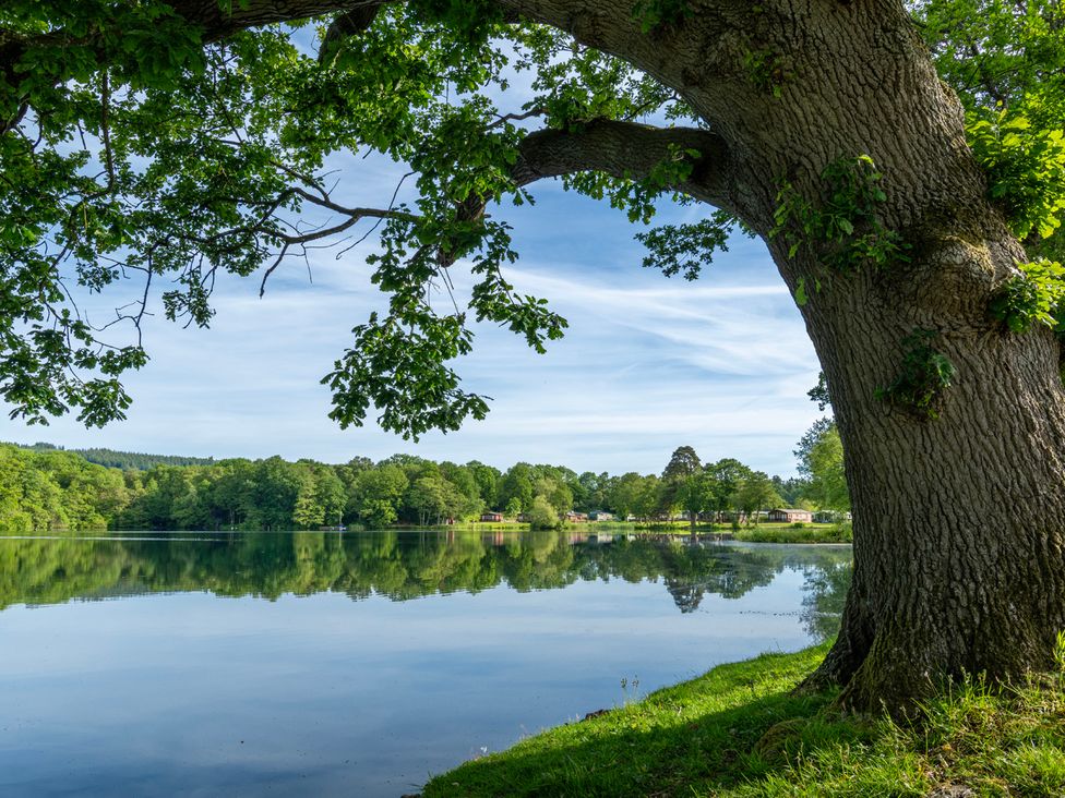A tree beside a lake with reflections at Owl in Shobdon