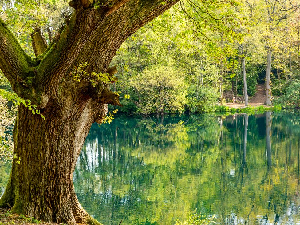 A tree near a lake with reflections and a pathway at Owl in Shobdon