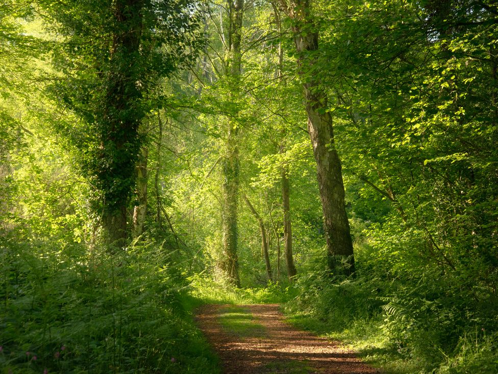A pathway surrounded by trees in a forest at Owl in Shobdon