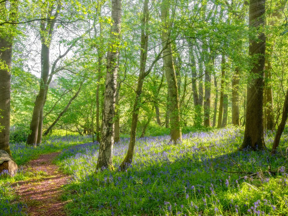 A forest with trees and a path surrounded by bluebells at Stables Cottage in Shobdon