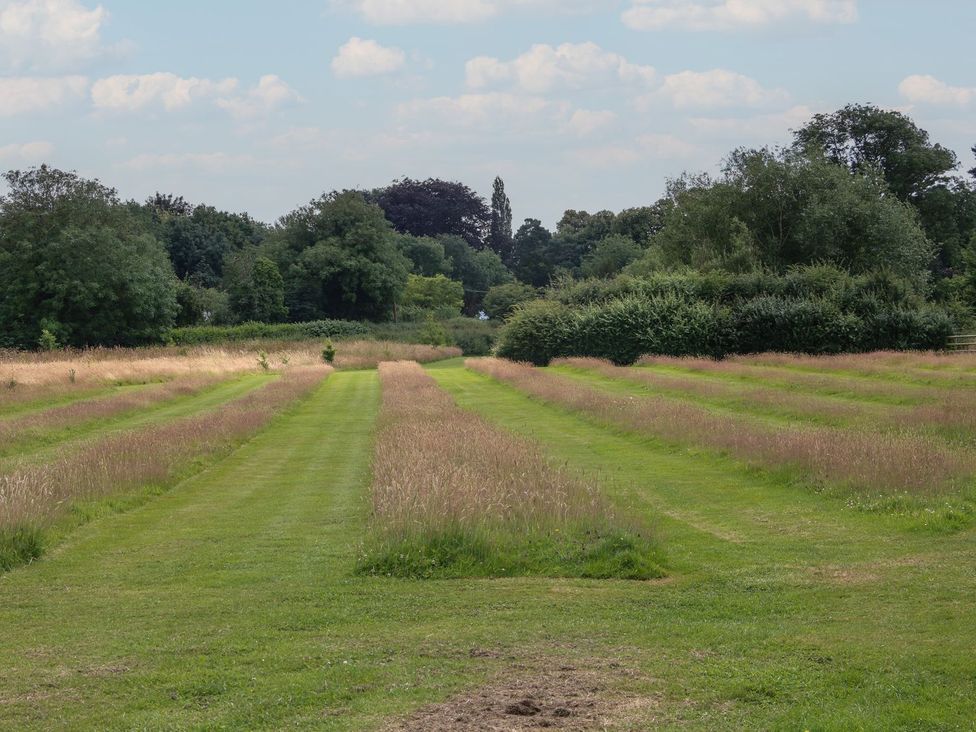 A field with grass pathways and trees at Snowdrop Eardisland