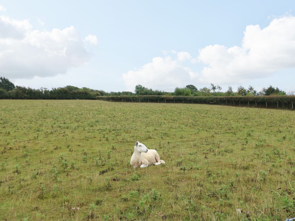 A sheep lying on grass in a field at The Cottage at Ty Newydd Brynsiencyn
