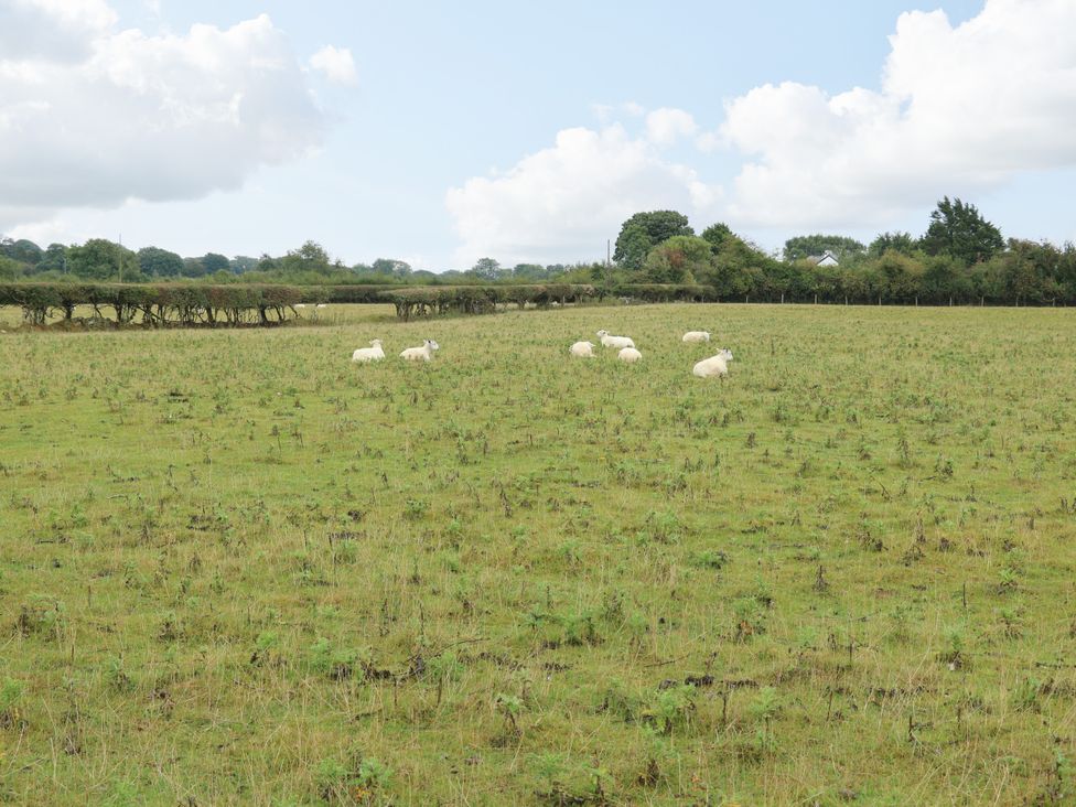 A field with sheep grazing at The Cottage at Ty Newydd in Brynsiencyn