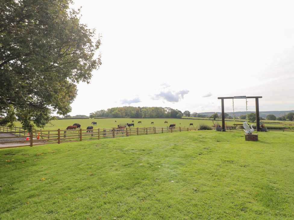 A field with cows and a wooden swing at The Hereford Lodge in Great Haywood