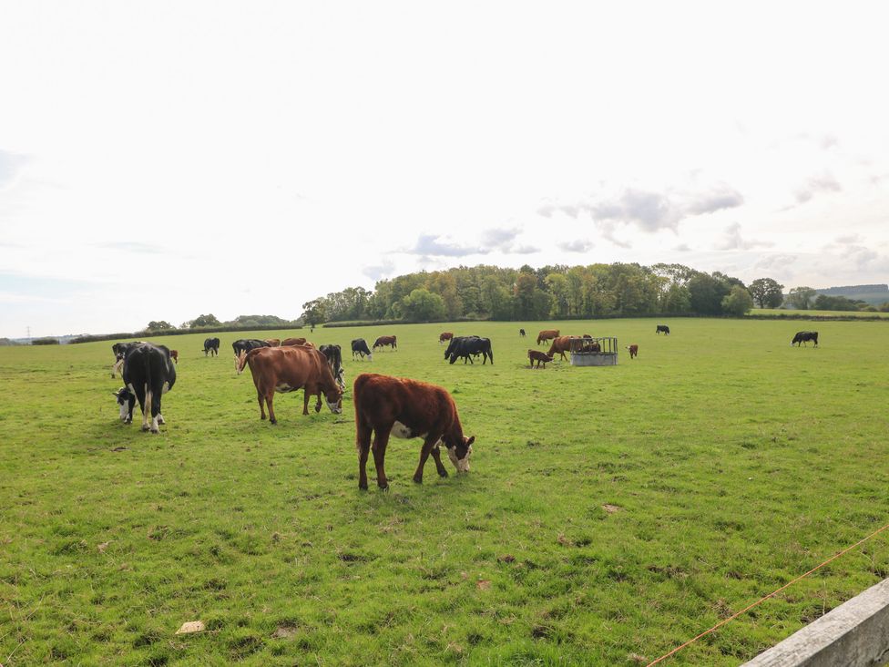 A pasture with cows grazing at The Hereford Lodge in Great Haywood