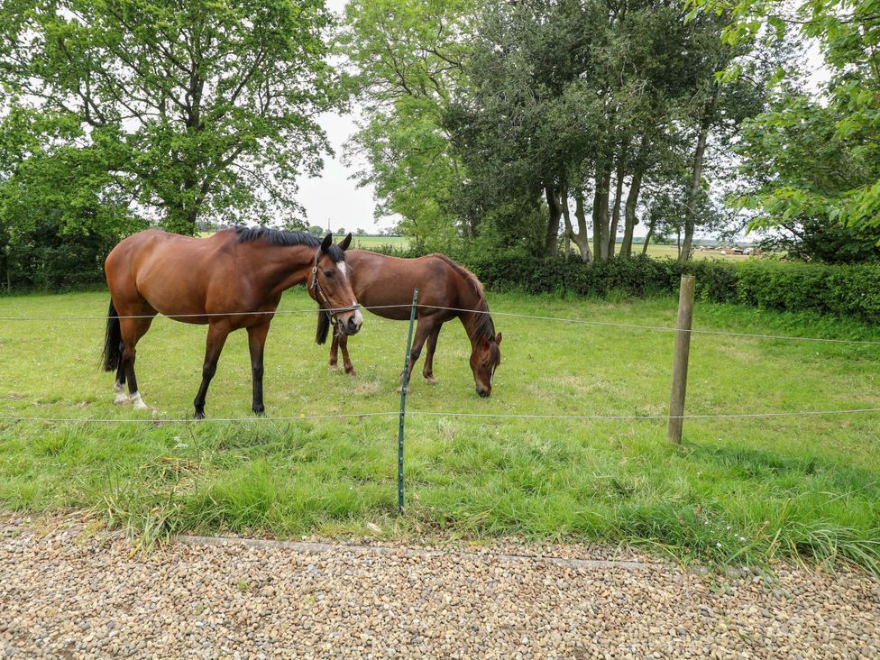 Two horses grazing next to a fence at Foxglove in King's Lynn