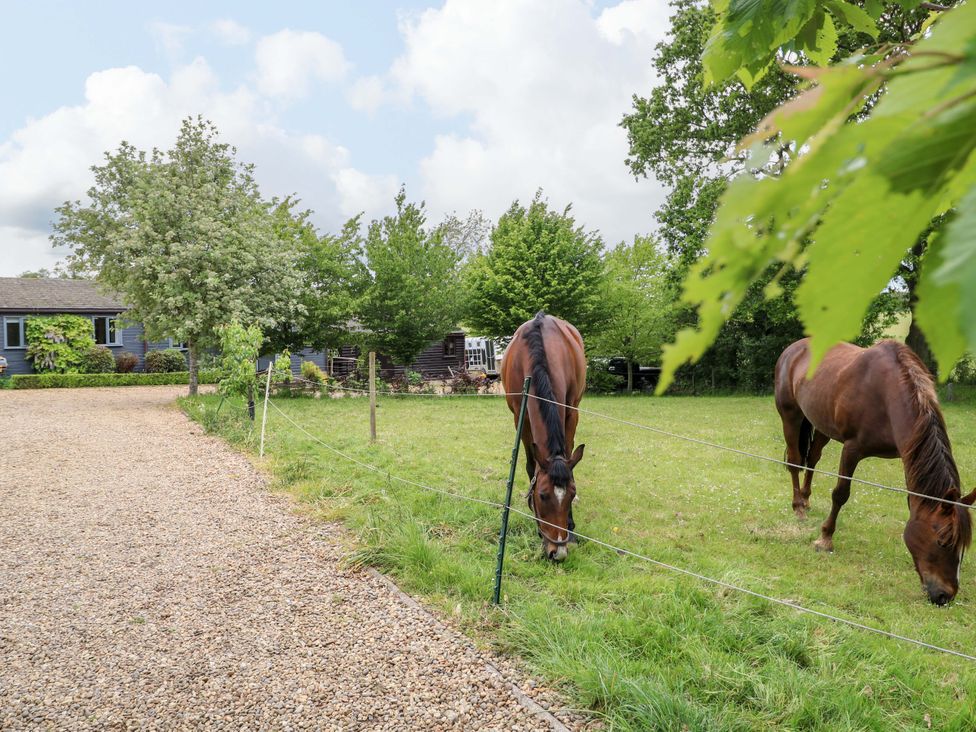 Two horses grazing near a fence and trees at Hollyhock in King's Lynn
