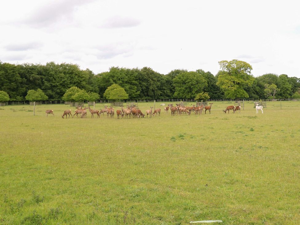 A group of deer grazing in a field near trees at Hollyhock in King's Lynn