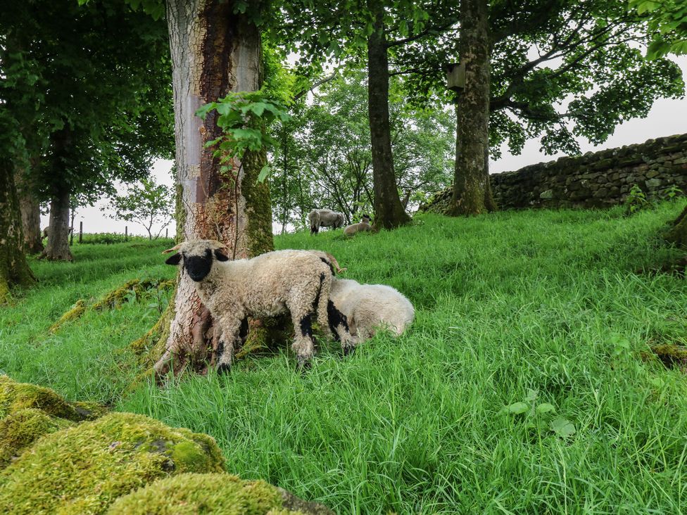 A group of sheep near a tree in a field at The LA'AL Cragg in Kirkby Stephen