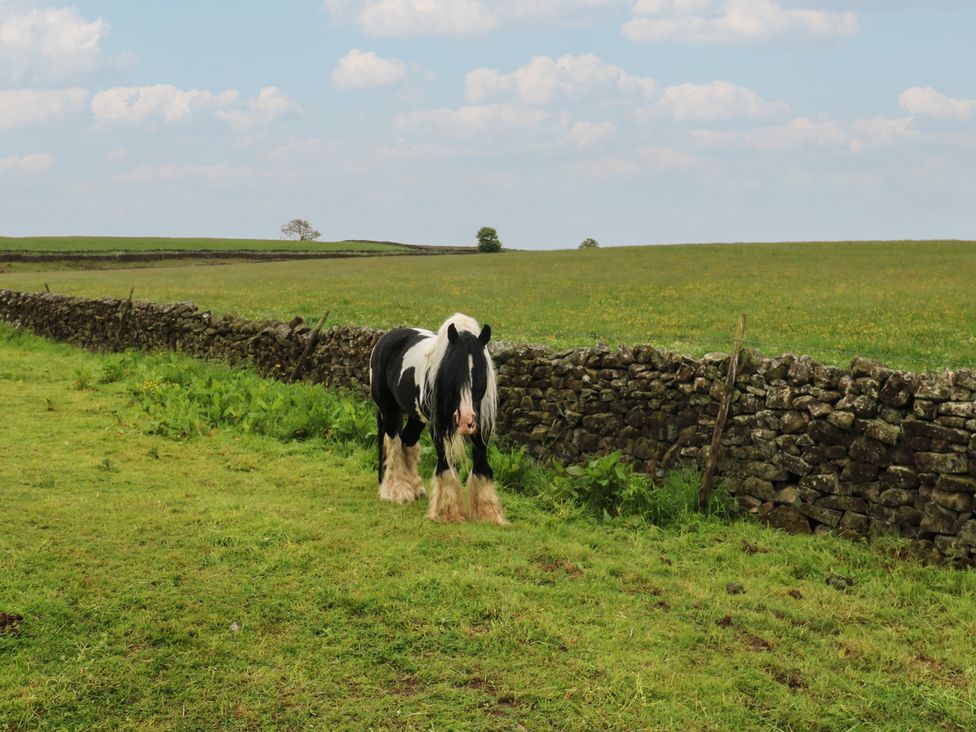 A horse standing in a field near a stone wall at The LA'AL Cragg in Kirkby Stephen
