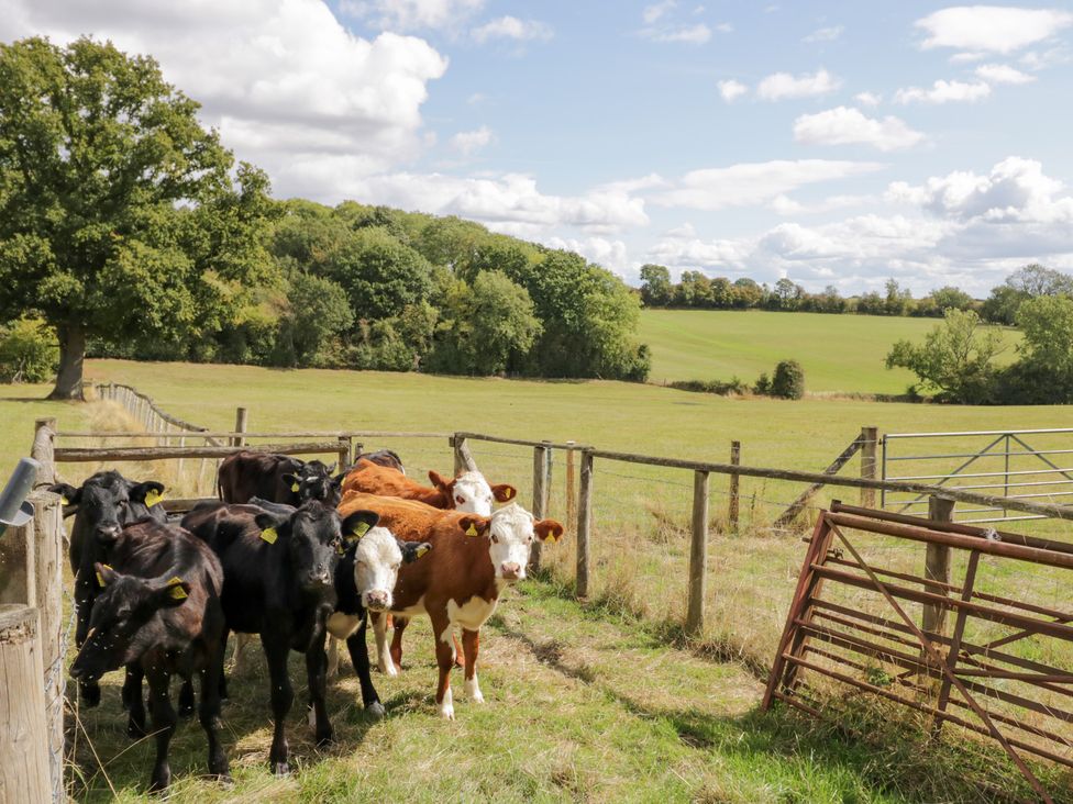 A group of cows near a fence and gate at Keepers Barn Bromyard