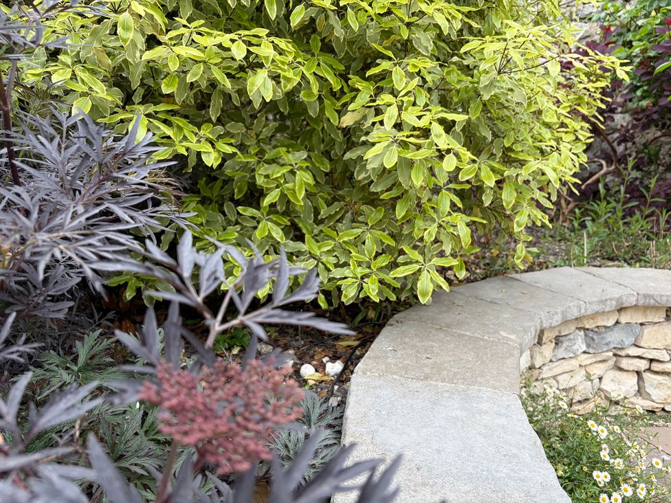 A garden with shrubs and a stone pathway at Malabar House Lyme Regis