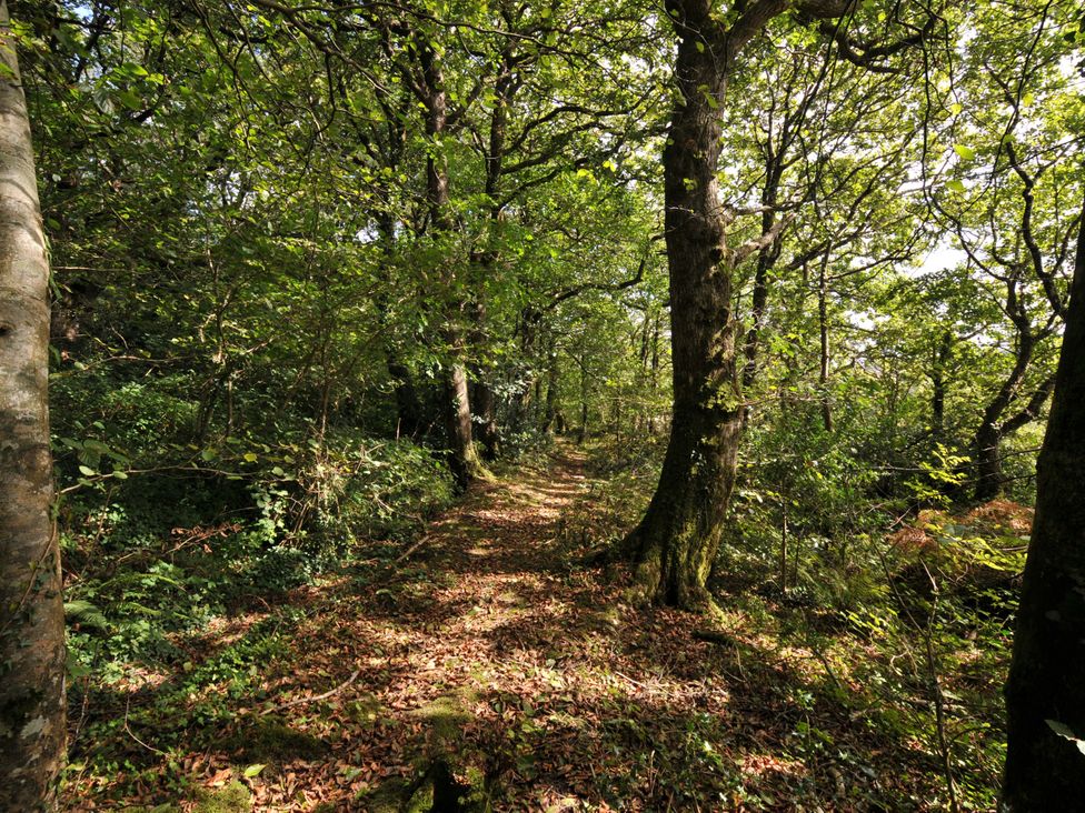 A forest path surrounded by trees at Shipload Cottage in Hartland