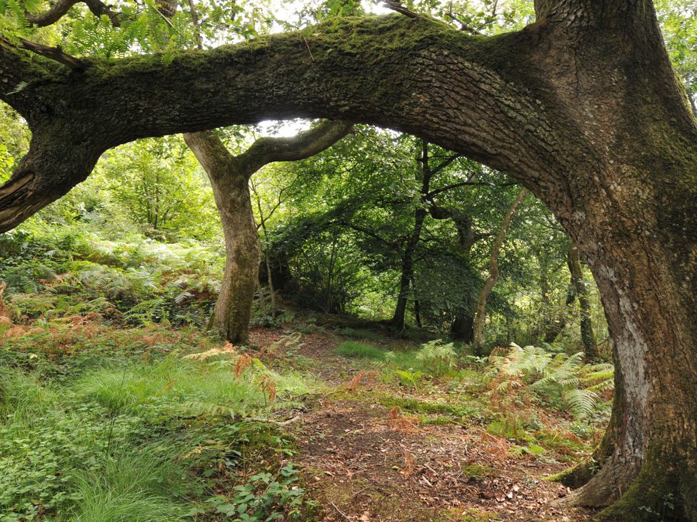 A forest scene with a large tree arching over a path at Windbury Cottage in Hartland