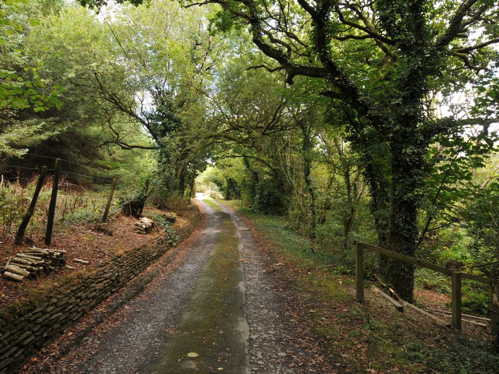 A dirt road surrounded by trees at Windbury Cottage in Hartland