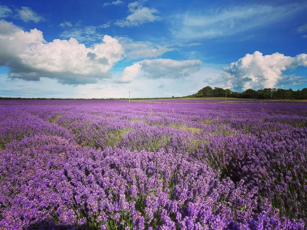 A field of lavender with a blue sky and clouds at 3a Hideaways in Hunstanton