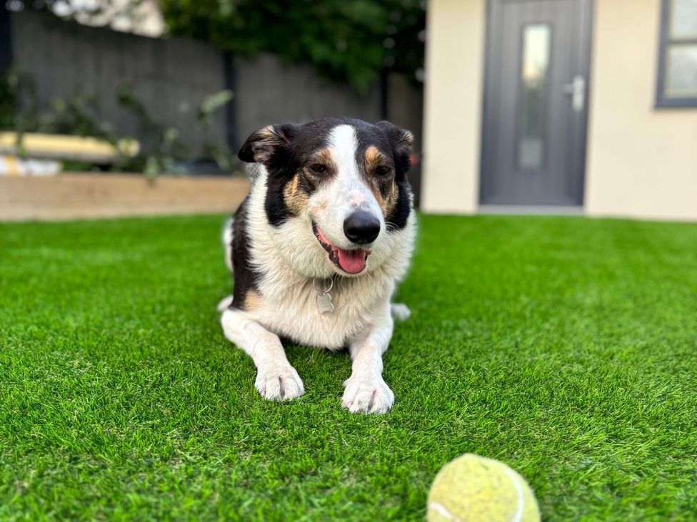 A dog lying on grass with a tennis ball in front at Railway Cottage Penybontfawr