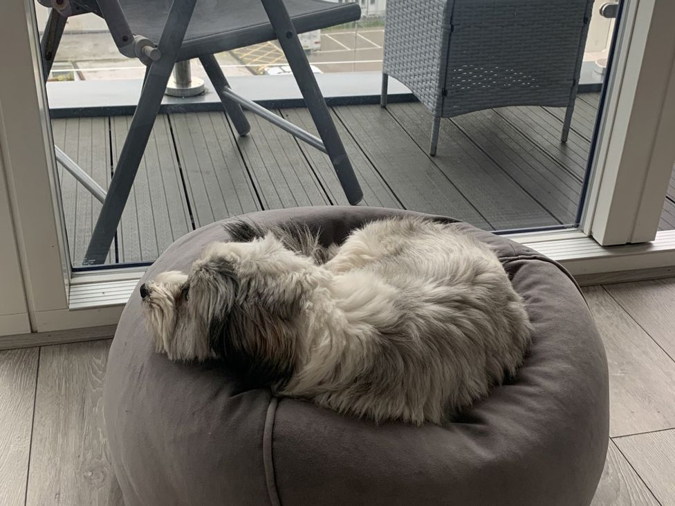 A dog resting on a bean bag on the balcony at 10 Quay Court in Newquay
