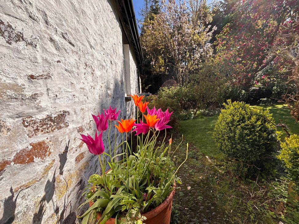 A garden with tulips in a flower pot at Laundry Cottage in Clovelly