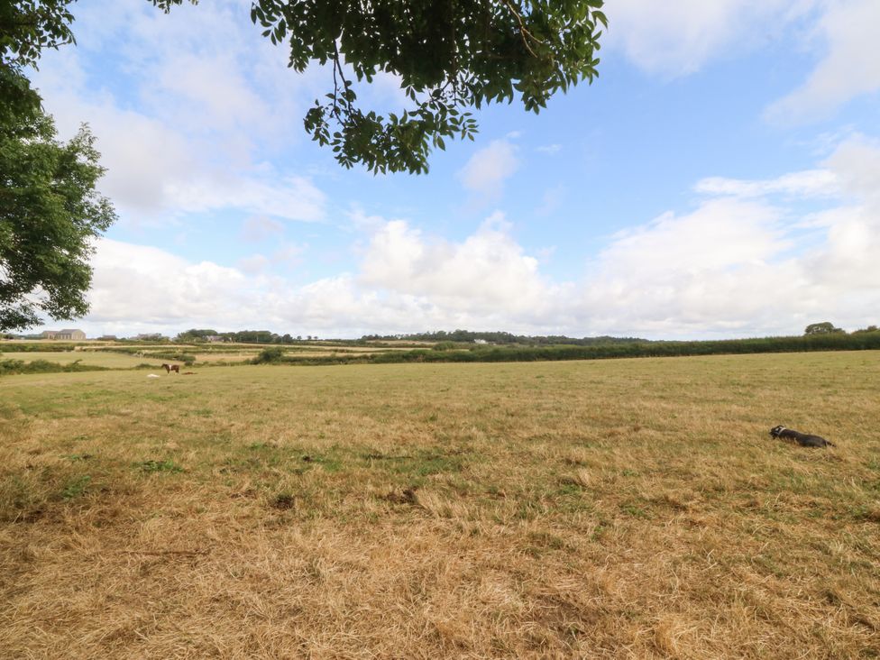 A field with grass and horses at Tyn Rallt in Newborough