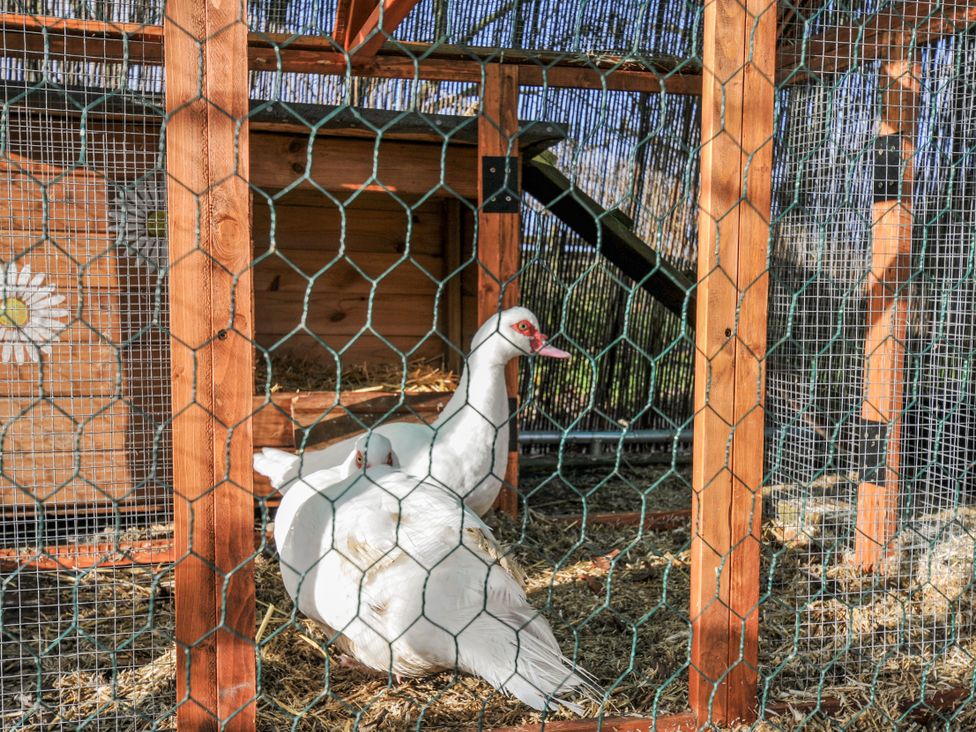 An outdoor enclosure with ducks in a wooden structure at Little Malory St Giles-On-The-Heath