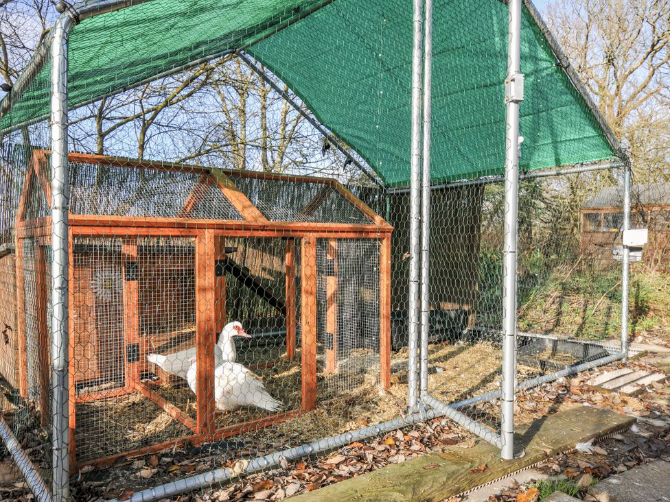 A duck in an outdoor enclosure with a hen house at Little Malory in St Giles-On-The-Heath