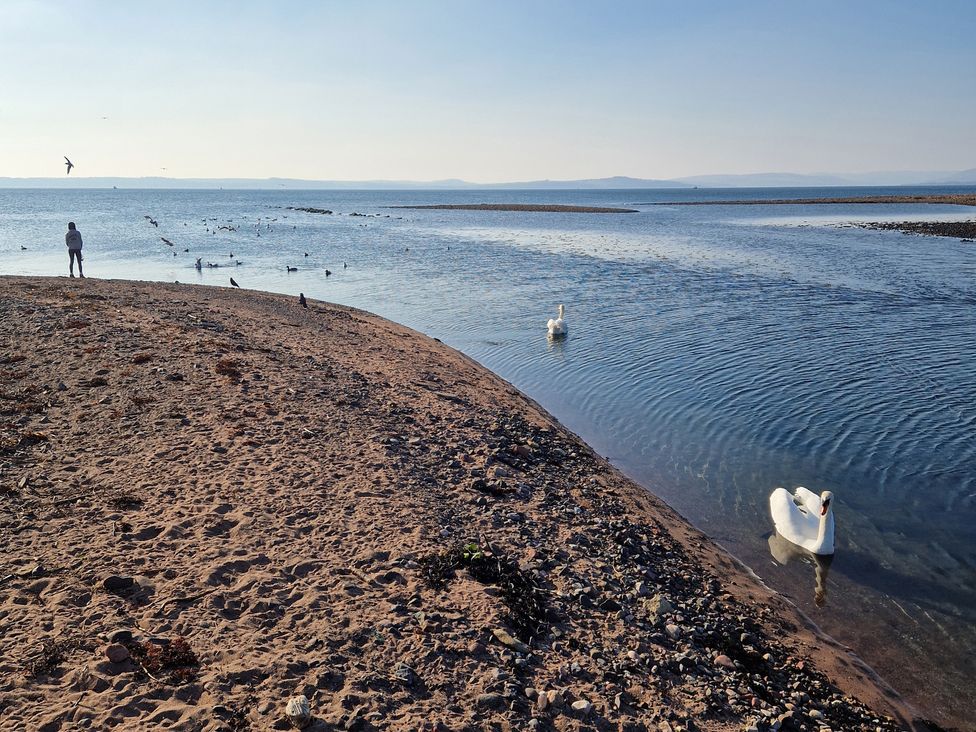 A person standing on the sand near water with swans and birds at The Old Rectory in Largs