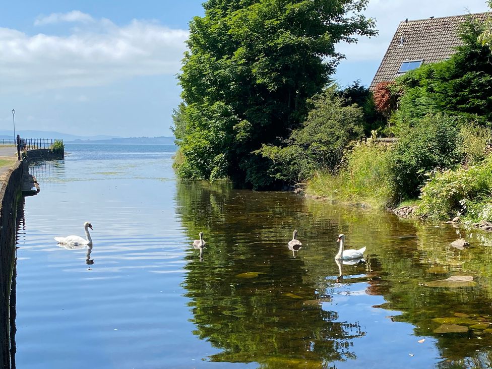 Swans and cygnets on water with trees and path at The Old Rectory in Largs