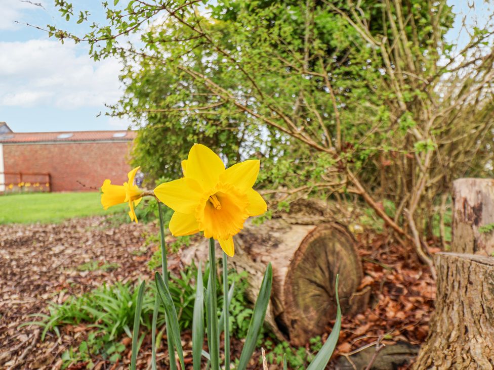 A daffodil flower in a garden at Razorbill in Flamborough