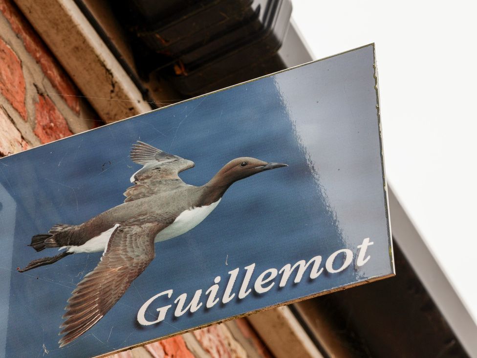 Guillemot - North Yorkshire (incl. Whitby) - 1145153 - thumbnail photo 3
