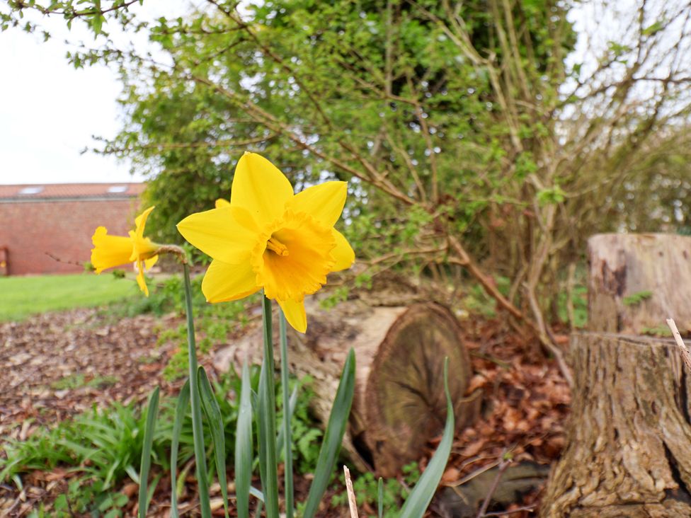 A garden with daffodils and tree stumps at Guillemot in Flamborough