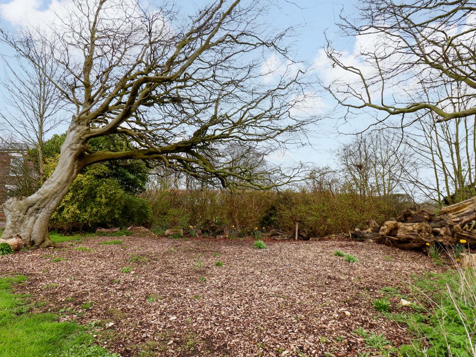 A garden with a tree, bushes, and ground cover at Guillemot in Flamborough