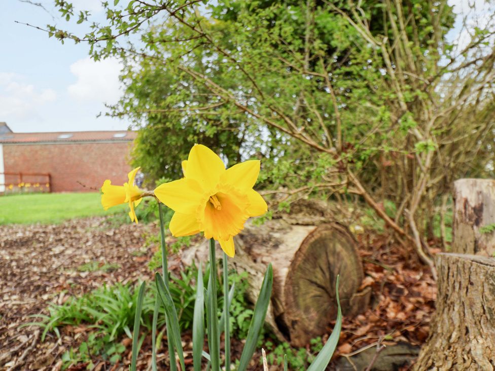 A flower in a garden at Puffin in Flamborough