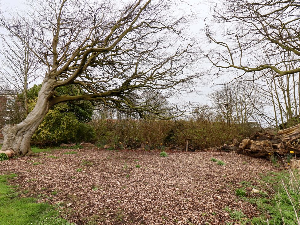 A garden with a tree and wood chips at Puffin in Flamborough