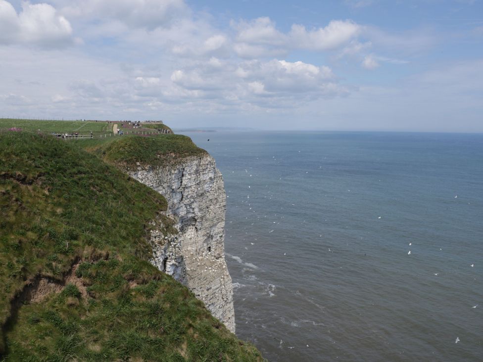 Kittiwake - North Yorkshire (incl. Whitby) - 1145158 - thumbnail photo 29