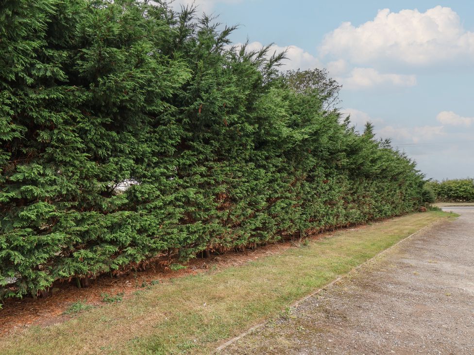A hedge along a gravel path at Kittiwake in Flamborough