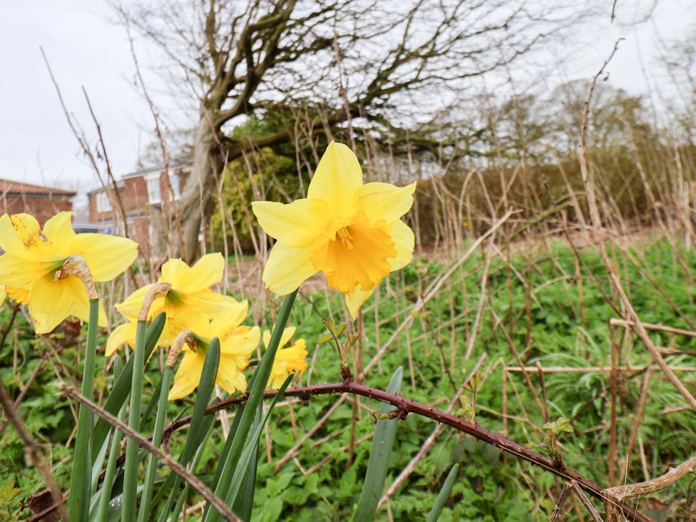 Yellow daffodils in a garden at Kittiwake in Flamborough