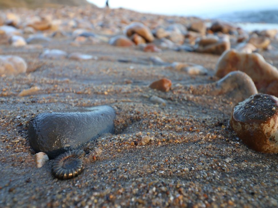 A close-up view of stones and fossils on a beach at 13 Downside Close Charmouth