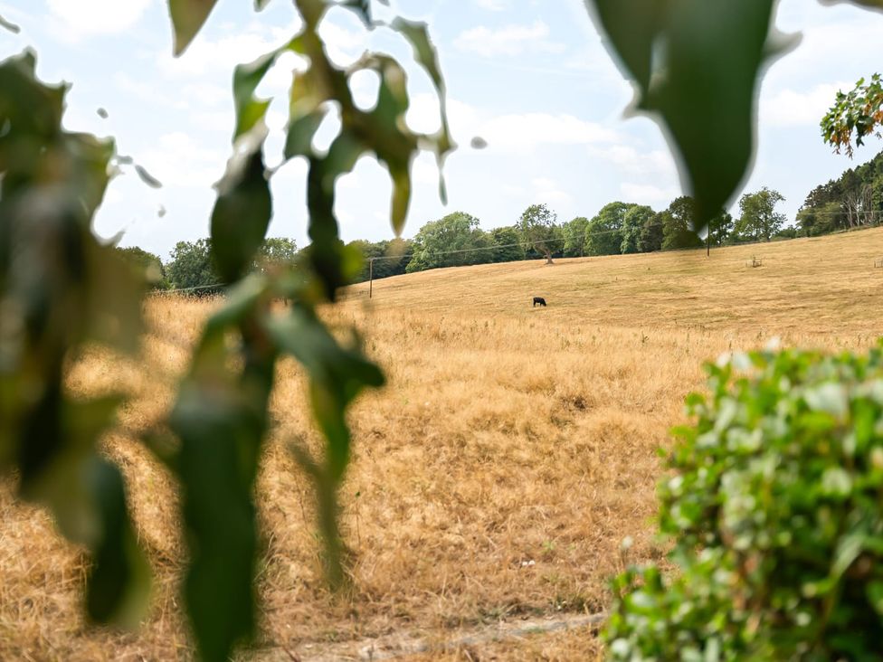 A field with grasses and a tree with a cow grazing at 3 Olivers View Brandsby