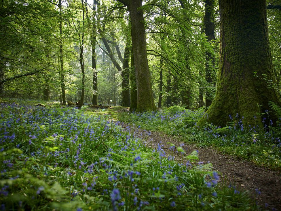 Forest of Dean Meadow - Golden Oak - Cotswolds - 1146536 - thumbnail photo 9