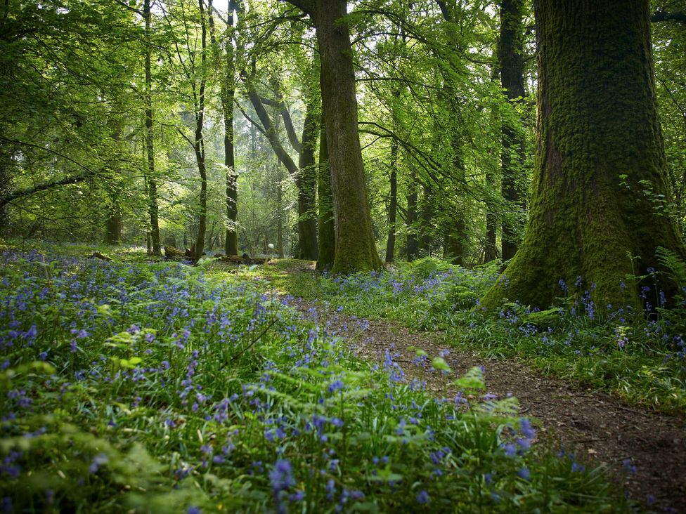 Forest of Dean Woodland - Silver Birch wheelchair accessible cabin - Cotswolds - 1146649 - thumbnail photo 8