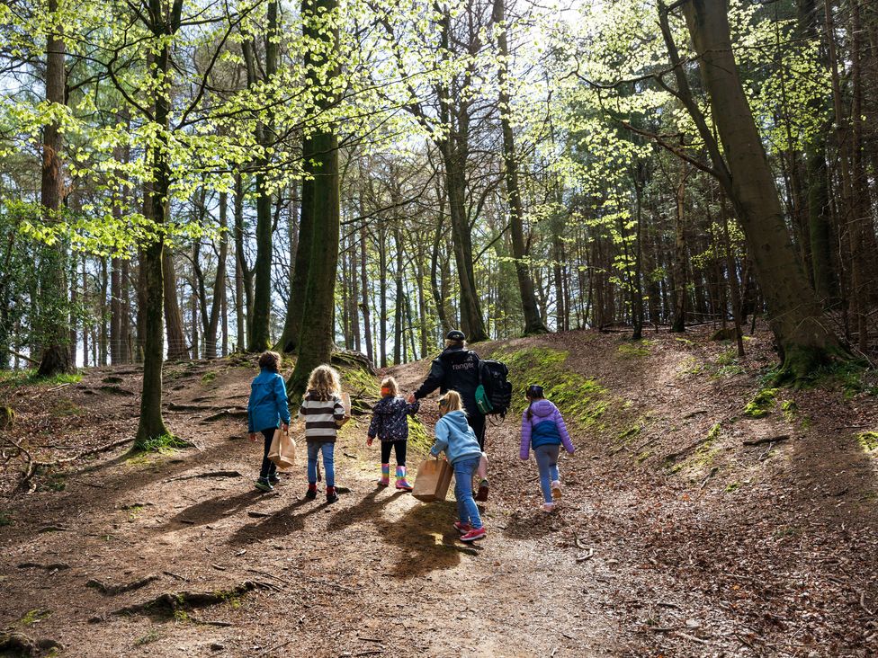 Forest of Dean Woodland - Silver Birch wheelchair accessible cabin - Cotswolds - 1146649 - thumbnail photo 12
