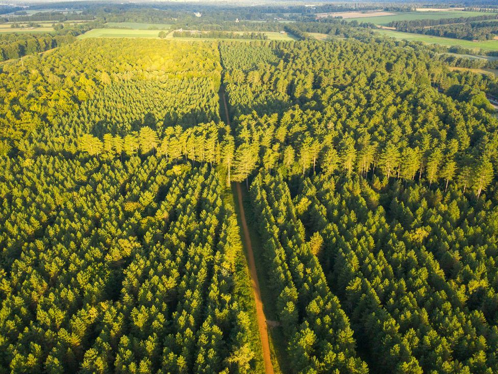 Thorpe Forest Golden Oak - Norfolk - 1146710 - thumbnail photo 9